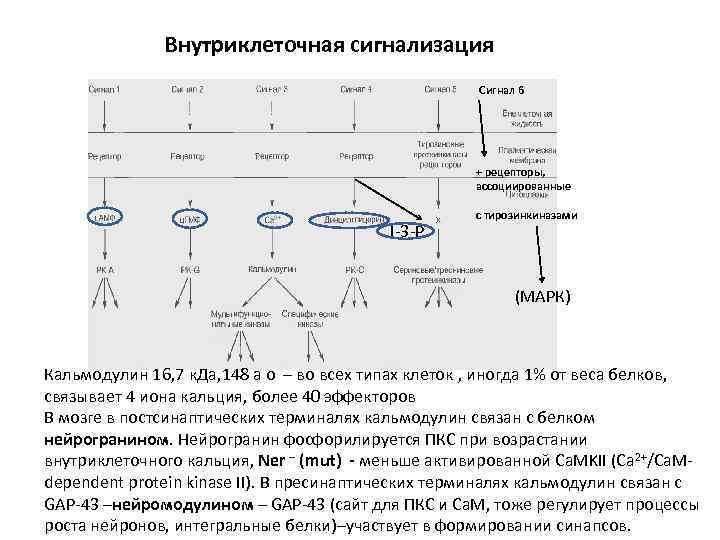  Внутриклеточная сигнализация Сигнал 6 + рецепторы, ассоциированные I-3 -P с тирозинкиназами (МАРК) Кальмодулин