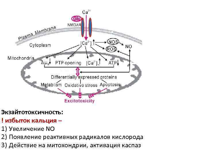 Экзайтотоксичность: ! избыток кальция – 1) Увеличение NO 2) Появление реактивных радикалов кислорода 3)