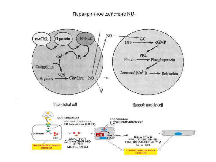 Паракринное действие NO. 