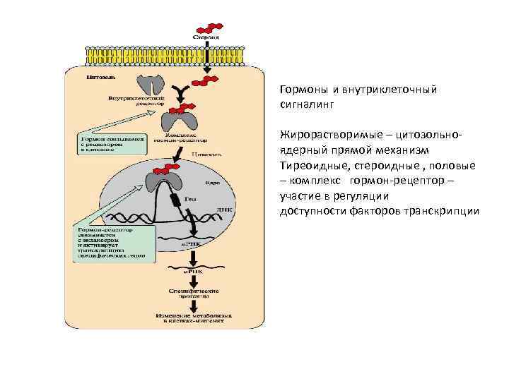Гормоны и внутриклеточный сигналинг Жирорастворимые – цитозольноядерный прямой механизм Тиреоидные, стероидные , половые –