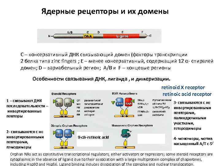 Ядерные рецепторы и их домены С – консервативный ДНК связывающий домен (факторы транскрипции 2