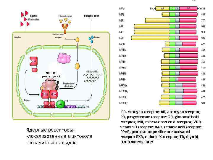 NR – корегуляторный комплекс Ядерные рецепторы: -локализованные в цитозоле -локализованы в ядре ER, estrogen