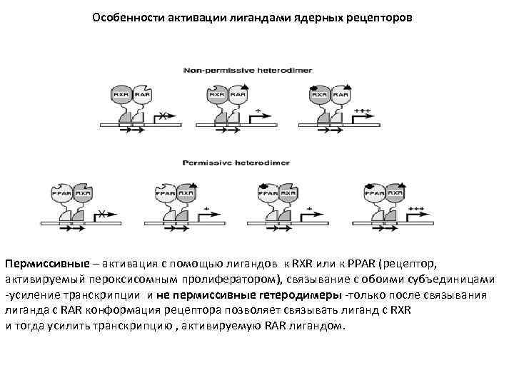 Особенности активации лигандами ядерных рецепторов Пермиссивные – активация с помощью лигандов к RXR или