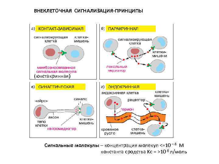 ВНЕКЛЕТОЧНАЯ СИГНАЛИЗАЦИЯ-ПРИНЦИПЫ (юкстакринная) Сигнальные молекулы – концентрация молекул <=10 – 8 М константа сродства