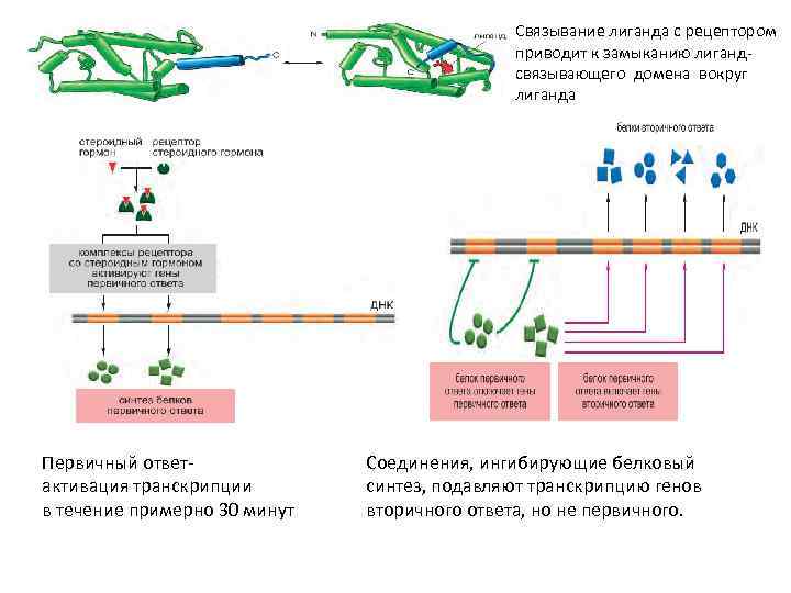 Связывание лиганда с рецептором приводит к замыканию лигандсвязывающего домена вокруг лиганда Первичный ответактивация транскрипции