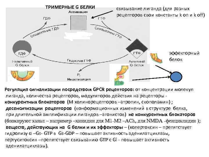 ТРИМЕРНЫЕ G БЕЛКИ связывание лиганда (для разных рецепторов свои константы k on и k
