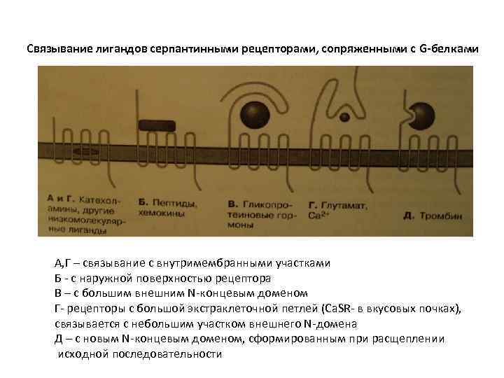 Связывание лигандов серпантинными рецепторами, сопряженными с G-белками А, Г – связывание с внутримембранными участками