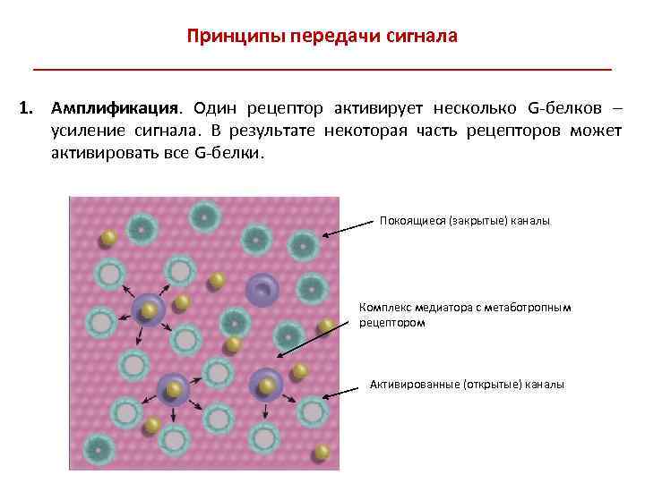 Принципы передачи сигнала ___________________________ 1. Амплификация. Один рецептор активирует несколько G-белков – усиление сигнала.