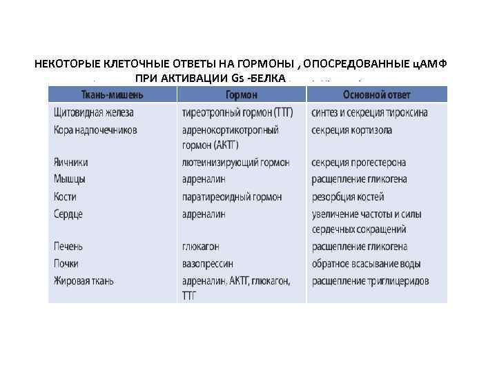 НЕКОТОРЫЕ КЛЕТОЧНЫЕ ОТВЕТЫ НА ГОРМОНЫ , ОПОСРЕДОВАННЫЕ ц. АМФ ПРИ АКТИВАЦИИ Gs -БЕЛКА 