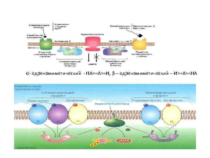 α- адреномиметический - НА>=A>=И, β – адреномиметический – И>=А>=НА 