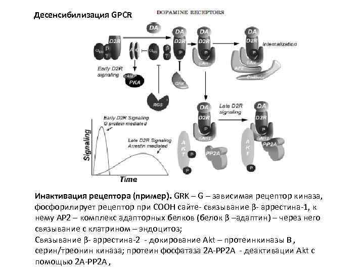 Десенсибилизация GPCR Инактивация рецептора (пример). GRK – G – зависимая рецептор киназа, фосфорилирует рецептор