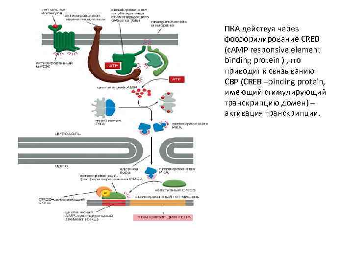 ПКА действуя через фосфорилирование CREB (c. AMP responsive element binding protein ) , что