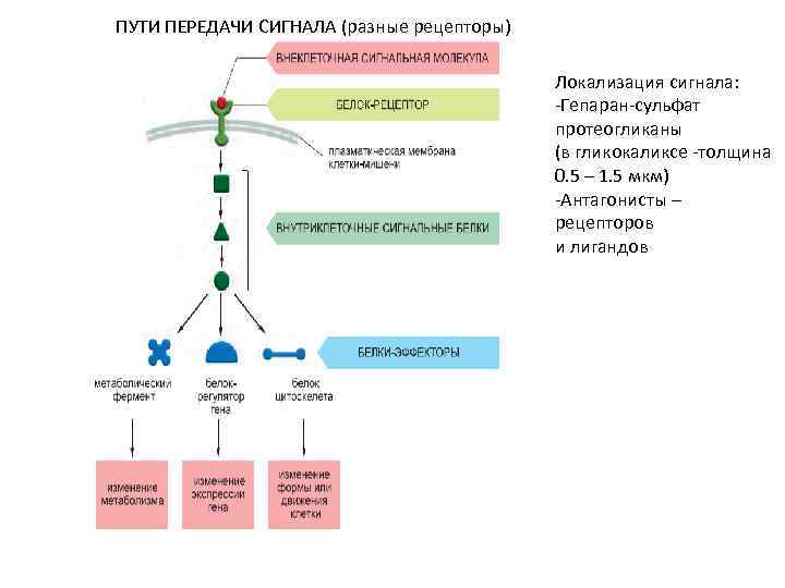 Сигнальная форма регуляции деятельности