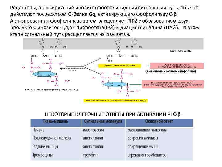 Рецепторы, активирующие инозитолфосфолипидный сигнальный путь, обычно действуют посредством G-белка Gq, активирующего фосфолипазу C-β. Активированная