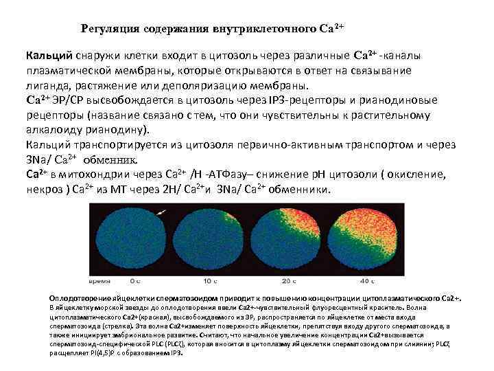 Регуляция содержания внутриклеточного Ca 2+ Кальций снаружи клетки входит в цитозоль через различные Ca