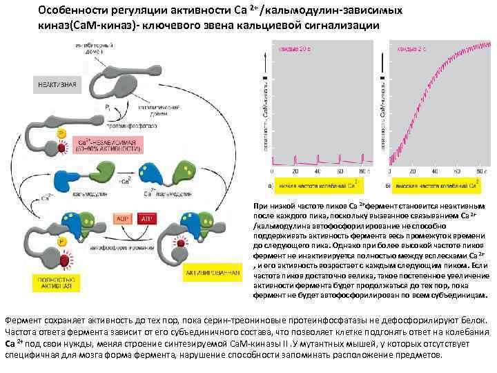 Особенности регуляции. Кальмодулин-зависимые протеинкиназы. Кальмодулин зависимая протеинкиназа. Кальциевая сигнализация это. Протеинкиназа с и кальмодулин-зависимые протеинкиназы.
