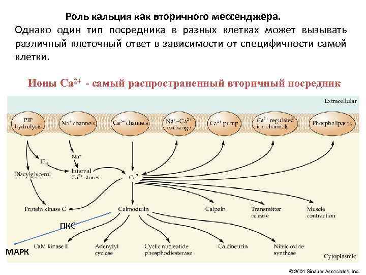  Роль кальция как вторичного мессенджера. Однако один тип посредника в разных клетках может