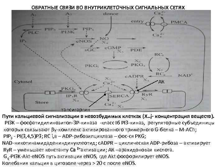 ОБРАТНЫЕ СВЯЗИ ВО ВНУТРИКЛЕТОЧНЫХ СИГНАЛЬНЫХ СЕТЯХ АК тапсигаргин Пути кальциевой сигнализации в невозбудимых клетках