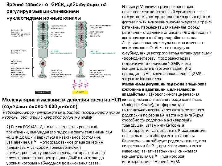 Зрение зависит от GPCR, действующих на регулируемые циклическими нуклеотидами ионные каналы На свету: Молекулы