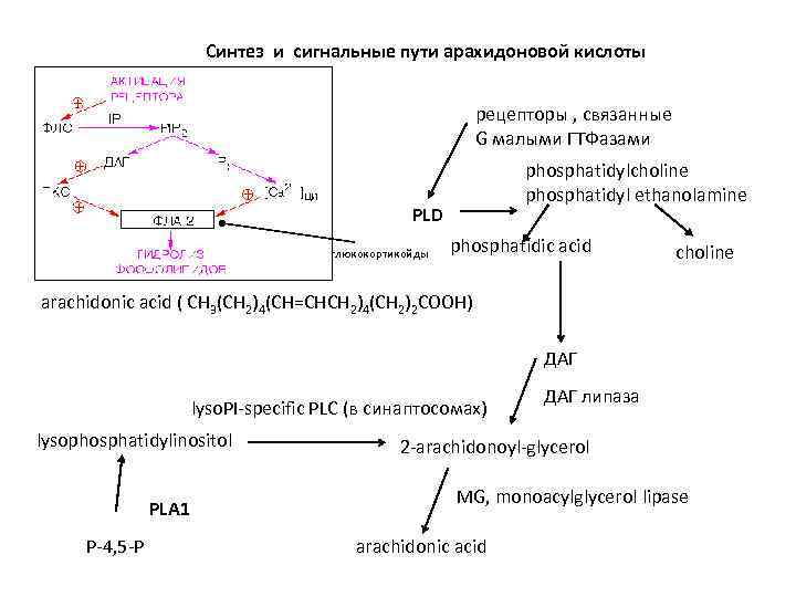 Внутриклеточный метаболизм глюкозы схема