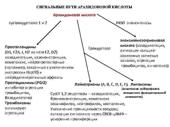 СИГНАЛЬНЫЕ ПУТИ АРАХИДОНОВОЙ КИСЛОТЫ Арахидоновая кислота сyclooxygenases 1 и 2 P 450 эпоксигеназы эпоксиэйкозотриеновая