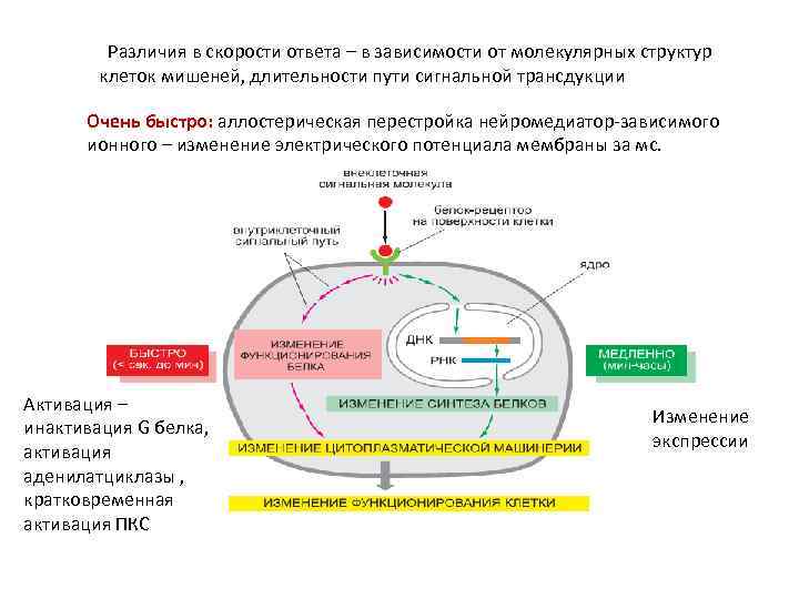  Различия в скорости ответа – в зависимости от молекулярных структур клеток мишеней, длительности