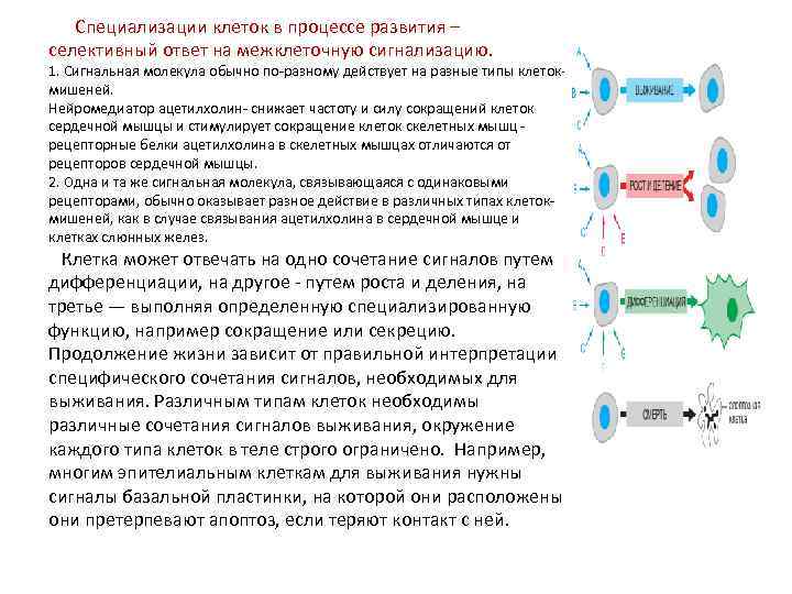  Специализации клеток в процессе развития – селективный ответ на межклеточную сигнализацию. 1. Сигнальная