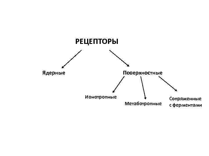 РЕЦЕПТОРЫ Ядерные Поверхностные Ионотропные Метаботропные Сопряженные с ферментами 