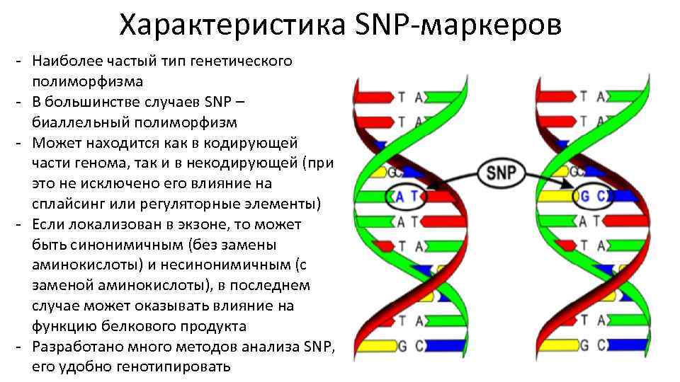 Характеристика SNP-маркеров - Наиболее частый тип генетического полиморфизма - В большинстве случаев SNP –