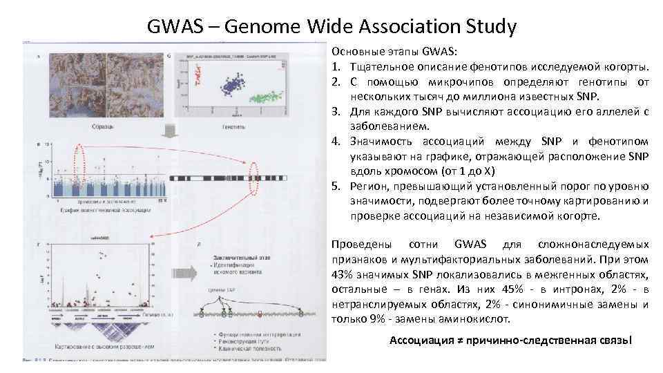 GWAS – Genome Wide Association Study Основные этапы GWAS: 1. Тщательное описание фенотипов исследуемой