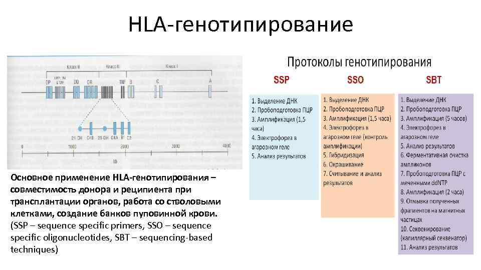 Генотипирование супружеской пары