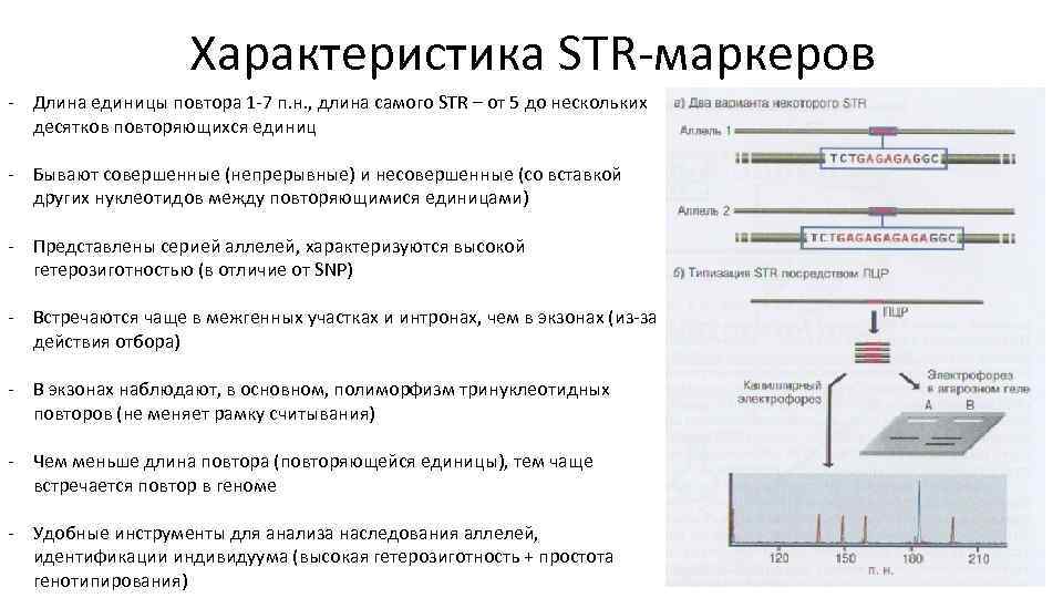 Генотипирование супружеской пары