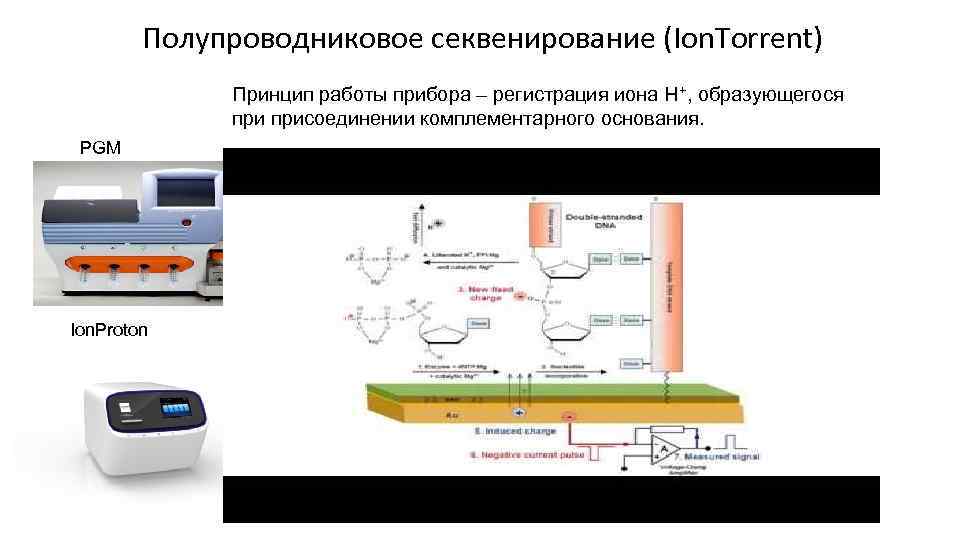 Полупроводниковое секвенирование (Ion. Torrent) Принцип работы прибора – регистрация иона Н+, образующегося присоединении комплементарного