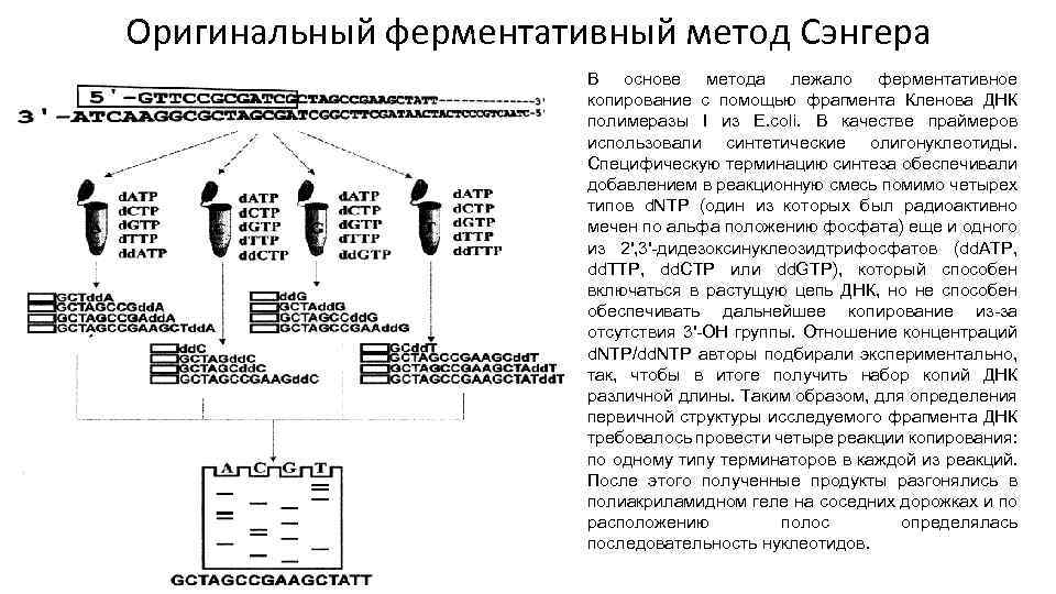 Секвенирование по сэнгеру схема