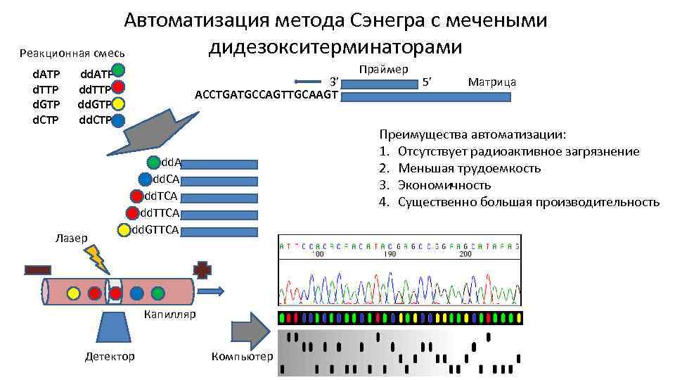 Автоматизация метода Сэнегра с мечеными дидезокситерминаторами Реакционная смесь d. ATP d. TTP d. GTP