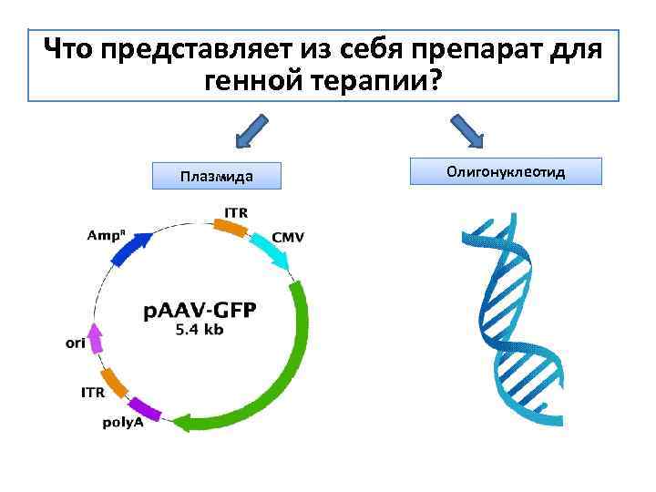 Что представляет из себя препарат для генной терапии? Плазмида Олигонуклеотид 