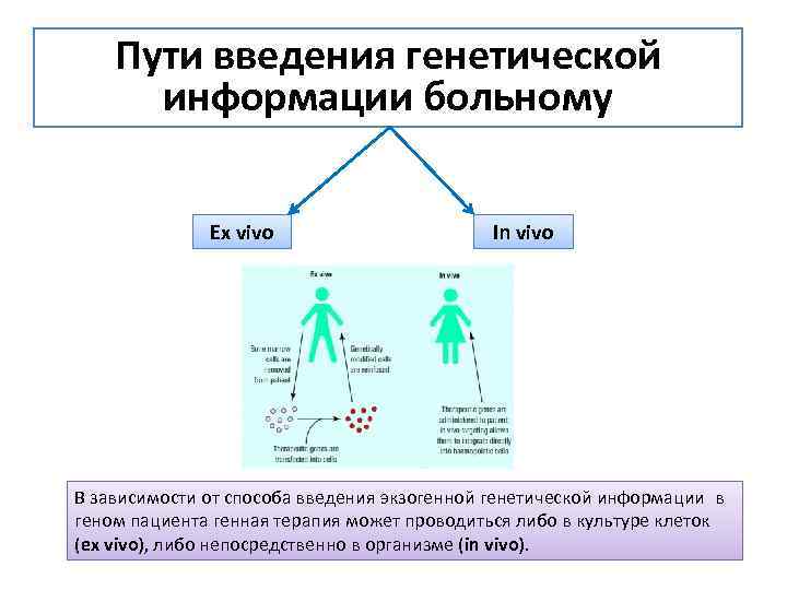 Пути введения генетической информации больному Ex vivo In vivo В зависимости от способа введения