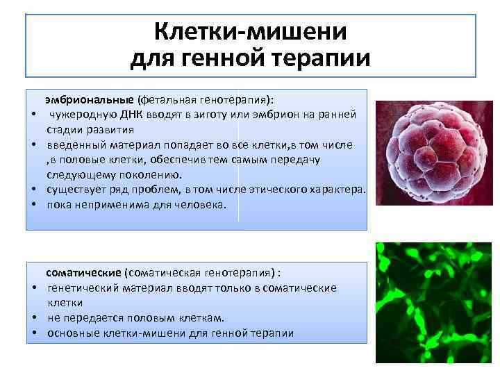 Клетки-мишени для генной терапии эмбриональные (фетальная генотерапия): • чужеродную ДНК вводят в зиготу или