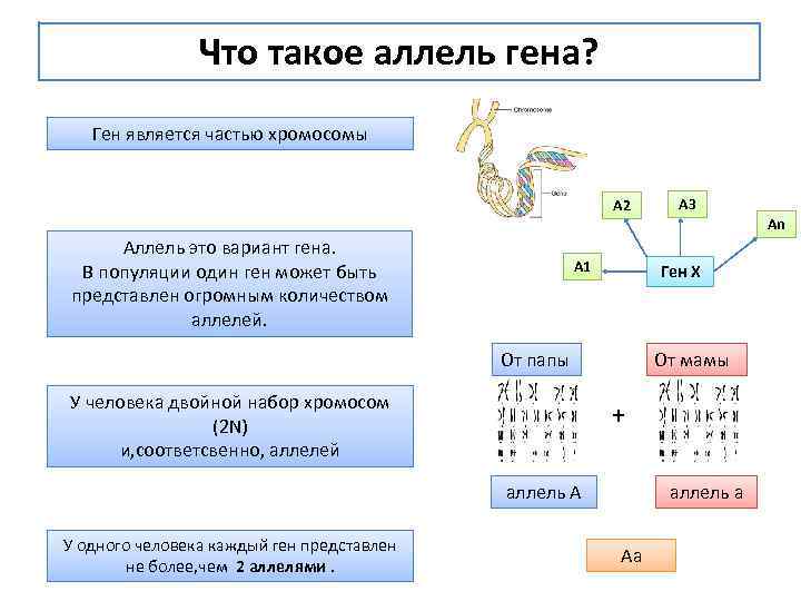 Геном можно назвать