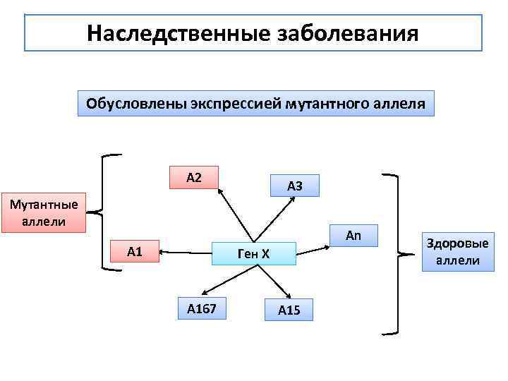 Наследственные заболевания Обусловлены экспрессией мутантного аллеля А 2 A 3 Мутантные аллели An А