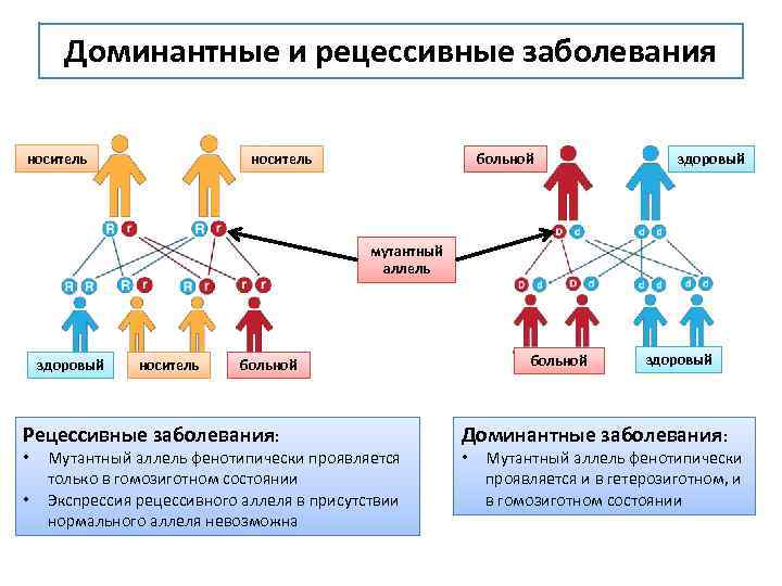 Доминантные и рецессивные заболевания носитель больной здоровый мутантный аллель здоровый носитель Рецессивные заболевания: •