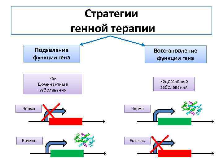 Стратегии генной терапии Подавление функции гена Восстановление функции гена Рак Доминантные заболевания Рецессивные заболевания