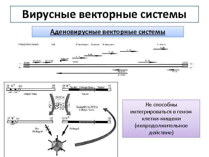 Вирусные векторные системы Аденовирусные векторные системы Не способны интегрироваться в геном клетки-мищени (непродолжительное действие)