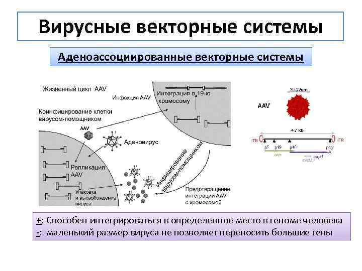 Вирусные векторные системы Аденоассоциированные векторные системы +: Способен интегрироваться в определенное место в геноме