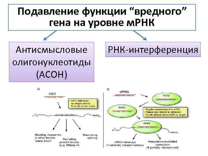 Подавление функции “вредного” гена на уровне м. РНК Антисмысловые олигонуклеотиды (АСОН) РНК-интерференция 