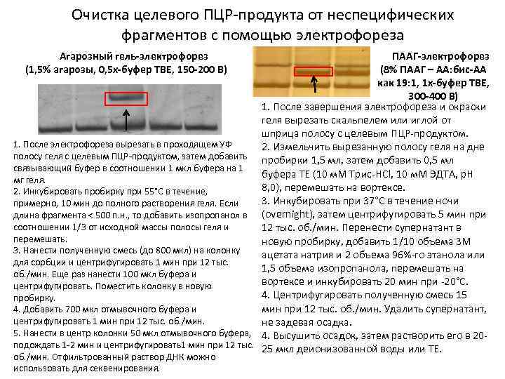 Очистка целевого ПЦР-продукта от неспецифических фрагментов с помощью электрофореза Агарозный гель-электрофорез (1, 5% агарозы,