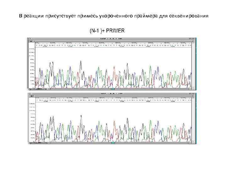 В реакции присутствует примесь укороченного праймера для секвенирования 