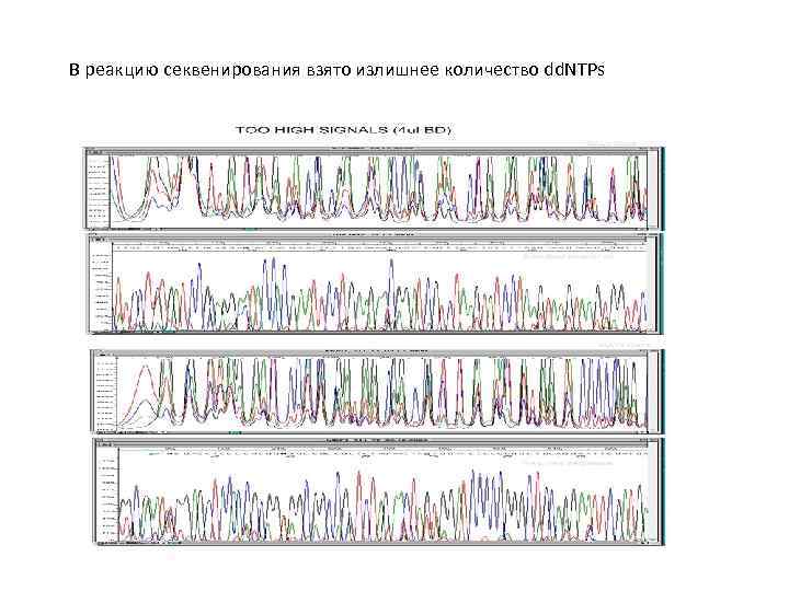 В реакцию секвенирования взято излишнее количество dd. NTPs 