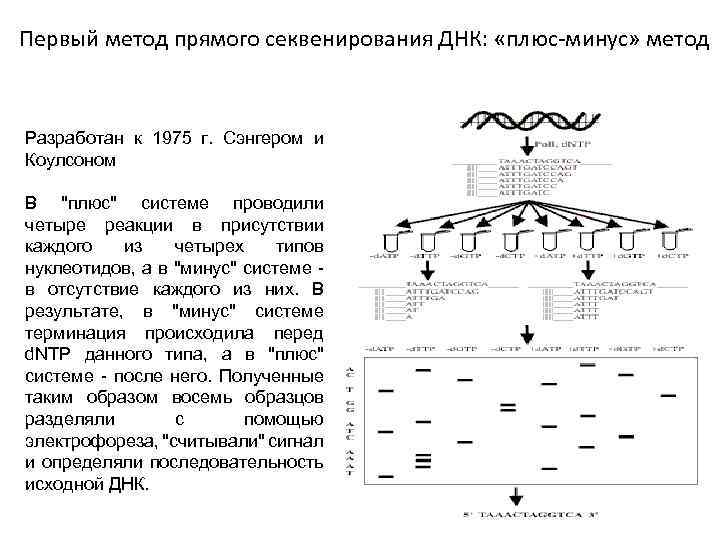 Секвенирование по сэнгеру схема