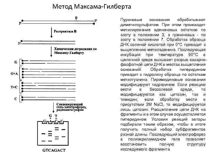 Метод Максама-Гилберта Пуриновые основания обрабатывают диметилсульфатом. При этом происходит метилирование адениновых остатков по азоту